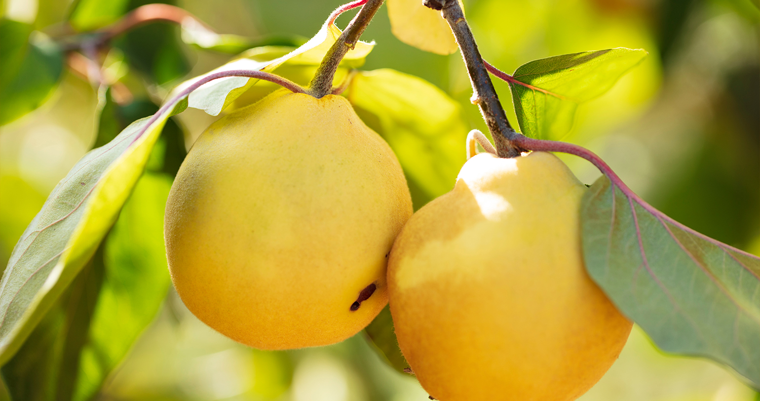 NFC Berrak Ayva Suyu