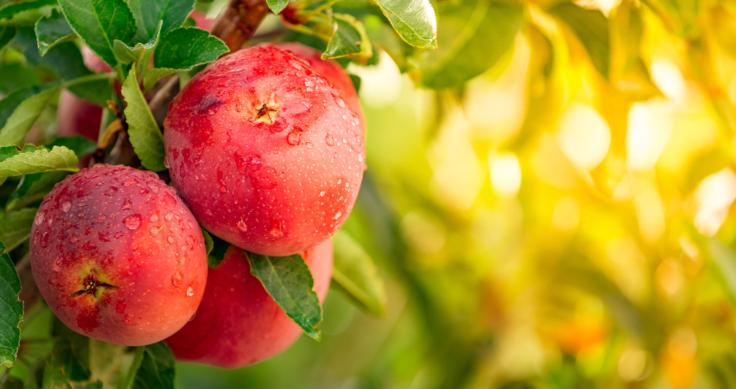 Apple Juice Concentrate