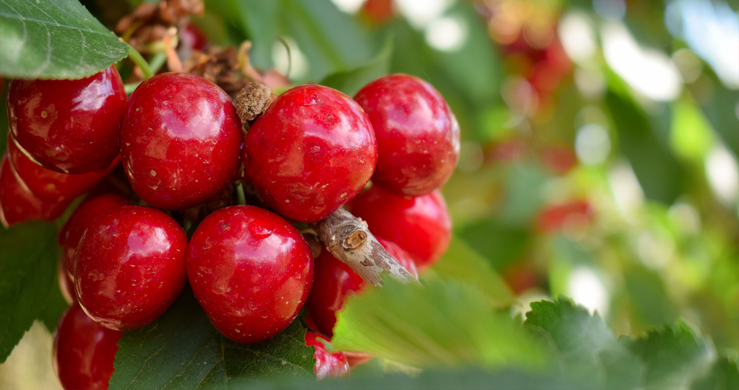 NFC Clear Cherry Juice